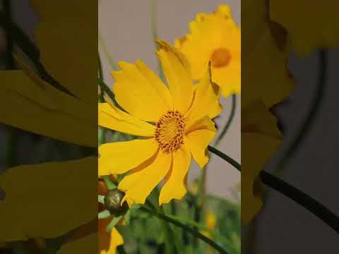 Doutor Pedrinho-SC #fyp #viral #viagem #motorhome #kombihome #viagemcomcachorro #nature