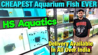 CHEAPEST Aquarium Fish EVER at HS Aquatics