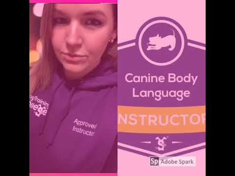 POSITIVE PETS DOG TRAINING & BEHAVIOUR video.