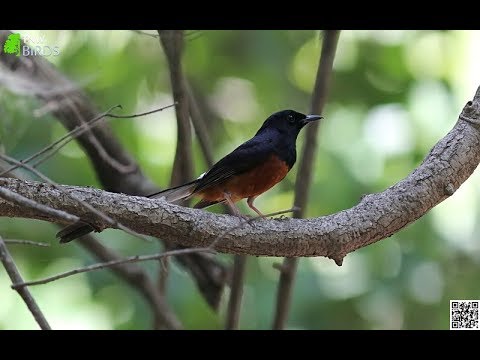White-rumped shama | Nature Web