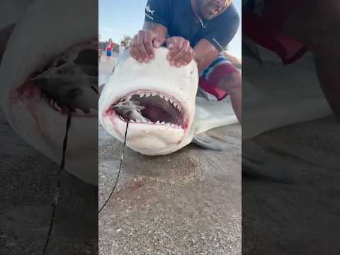 🪝Locate the hook🪝 #shorts #fishing #shark #giantfish #sharkfishing #giantshark #hook #fast