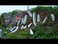 Harvesting Giant Winter Melon Winter Melons Bigger Than Sheep