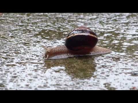 Speedy Gonzales (Turbo) - puž muž pusti roge van... :)