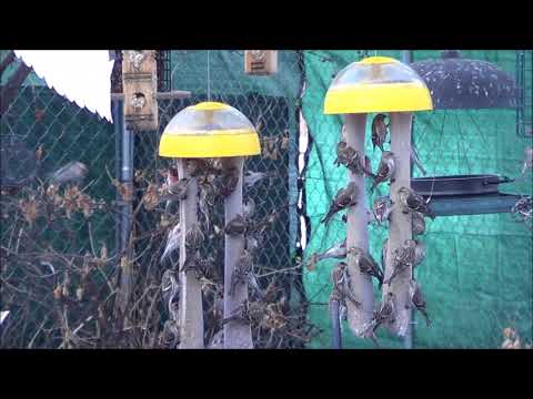 Redpoll invasion in my backyard