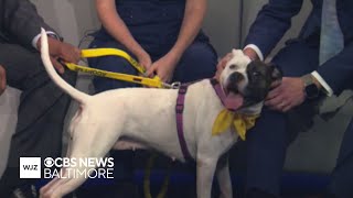 Paws N' Claws: Gelato, a Pitbull-Boxer mix, is up for adoption at Anne Arundel County Animal Service