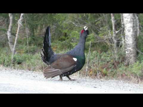 Western Capercaillie displaying