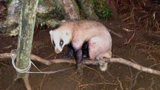 アナグマの特徴と対策について イノホイ オンラインショップ