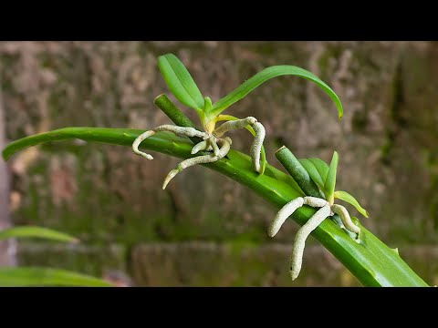 , title : 'Few people know that orchids can propagate super fast like this | Just use aloe vera'