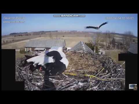 S. miłe i niemiłe powitania 2018.04.04 bociany