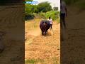Sapna Chaudhary Teri Lat Lag Jagi Rikky Ruchika Jangid New Haryanvi Songs Haryanavi 2024