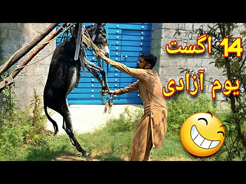 14 August Pashto Funny Video |  Pashto Funny Drama | BPV Star