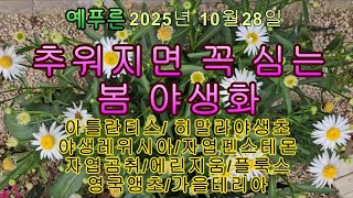 25년10.28) 추워지면 심는 노지월동 봄 야생화