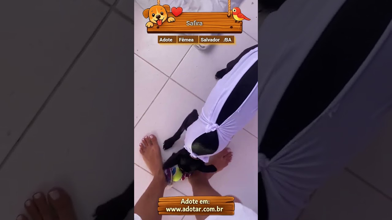 Cachorro raça SRD-ViraLata idade 7 a 11 meses nome Safira