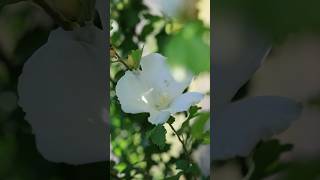 種まきムクゲ 3年目の夏 #gardening #庭 #bonsai #ガーデニング #盆栽 #shorts