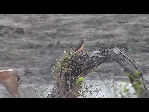 Djuma: Impala with Yellow-billed Oxpeckers on it - 07:38 - 10/02/21