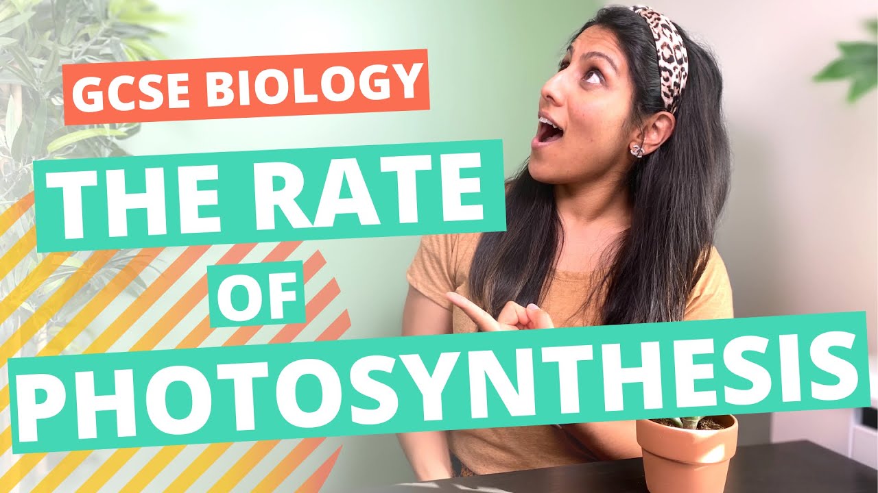Factors affecting the rate of Photosynthesis | GCSE / IGCSE Biology