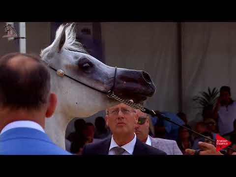 N.85 ANOOD AL NASSER - Menton 2018 - 7 Years Old and Older Mares (Class 5)