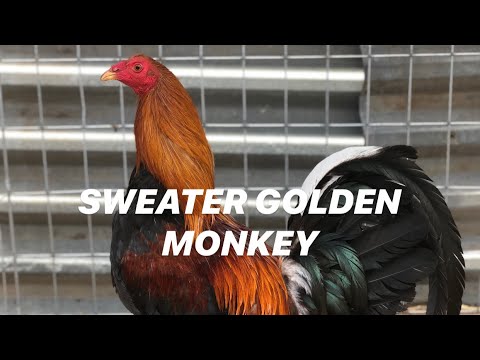 SWEATER SEMENTAL - GOLDEN MONKEY GENE BATIA