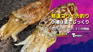 【コウイカ】小潮でコウイカやモンゴウイカを狙ってみます！