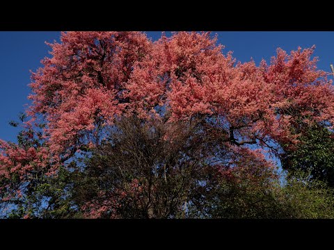 Taquaritinga-SP 26/09/2025 (Imagens)
