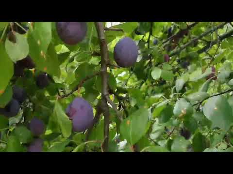 Mirisavka - Crvena Ranka