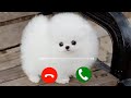 abe yaar ek aur message ringtone || cutebaby voice message ringtone