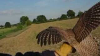 preview picture of video 'Baguage d'un Faucon crécerelle - Falco tinnunculus.'