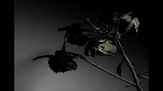 Dark Sanctuary - Royaume Mélancolique - MAZE