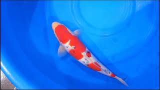 video van Sanke  SA-V23-01237