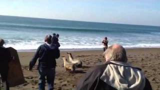 Sea Lions released into the wild