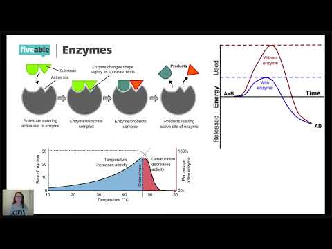 Fiveable Ap Bio Unit 3