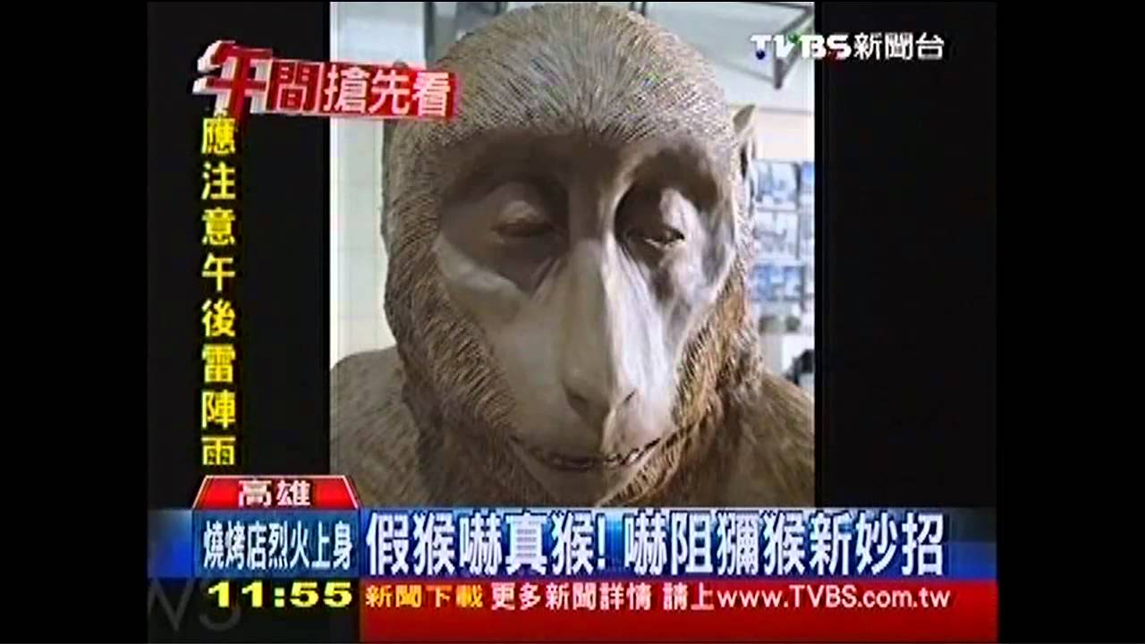 假猴嚇真猴！　嚇阻獼猴新妙招