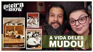 Como MUDEI A VIDA dos meu Gatos!| Gateira Live Show #011