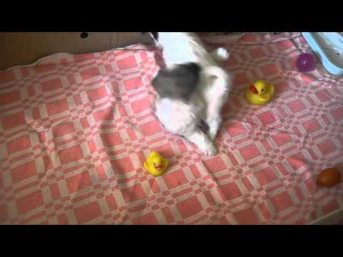 Кузькины биверята