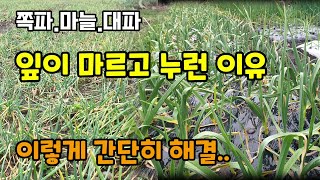 쪽파.마늘.대파 잎이마르고 노란이유 봄이되면 이렇게 하세요 칼슘제 4가지 와 아미노산을 뿌려주면 냉해동해예방…