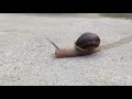 Snail moving.