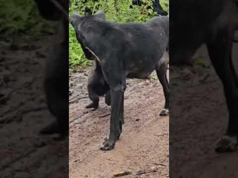 Dog Owners Guide to Choosing the RIGHT Kibble for Their Furry Friend