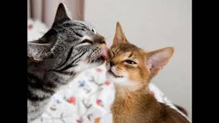 SOMOS IGUAIS - LENY ANDRADE