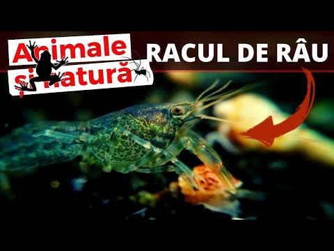 cauza miopiei dobândite la ce viziune este corectată