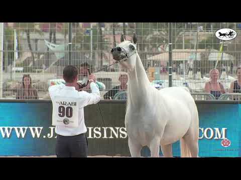 N 90 BINT HAZY AL KHALEDIAH   Mediterranean and Arab Countries AHC   Menton 2021   Mares 8+ Years Ol