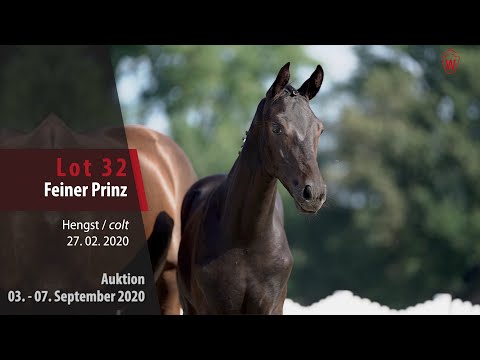 Online-Auktion v. 03. - 07.09.2020 Lot 32 Feiner Prinz Hengst v. Finest - Belissimo M