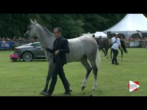 Bruges 2016 - Junior Males INT Ch