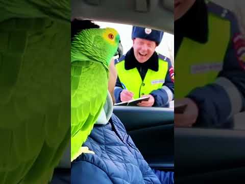 Попугай договорился с Гаишником!👮‍♂️🦜 #приколы #parrot #попугай #funny