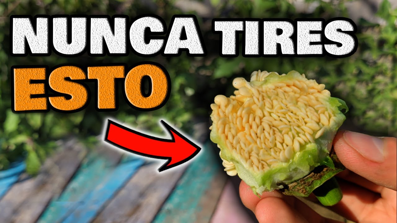 ESTO es una MINA DE ORO!!! NO lo TIRES vale para tus PLANTAS y Huerto Urbano | Huerta en Casa