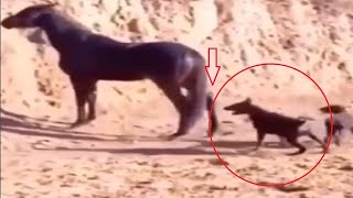 Stupid dog attacks a horse and pays the price!!!