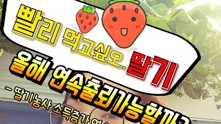 액화방 2화방꽃대 언제 나오나요? 지금 액화방잎 몇장인가요?