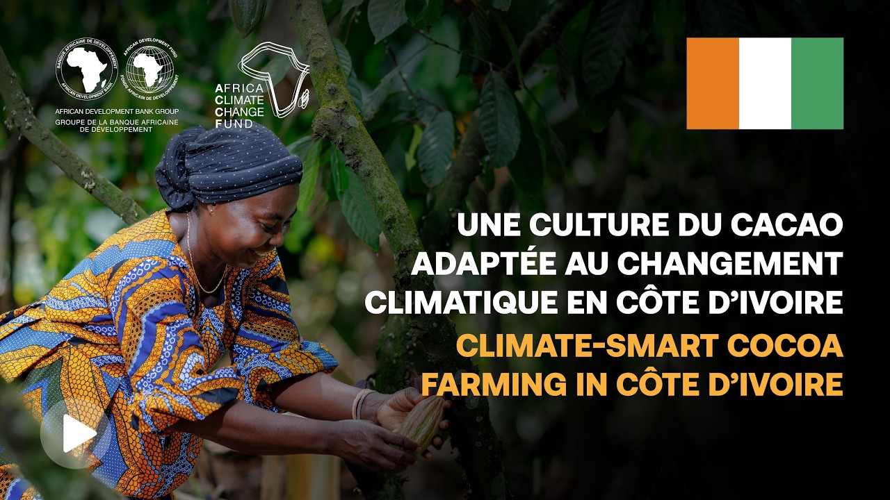 Une culture du cacao adaptée au changement climatique en Côte d’Ivoire