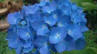 Pat Metheny (Betcha by Golly, wow)