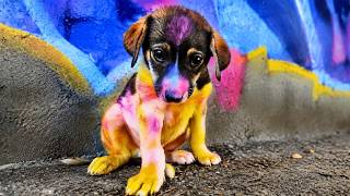 This Puppy was Sprayed with Paint and Left Alone Until This Happened