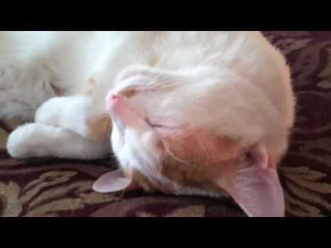 Omnipotent Chirp Leaked Voicemail and Cats!